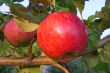 Red ripe apple on the tree in the garden