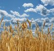 Ripe wheat against the backdrop of a beautiful sky 