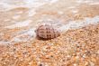 Beautiful sea shell lying on the sand