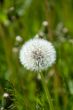 White dandelion on a meadow in the summer, closeup