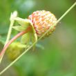 Unripe wild strawberry