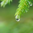 Reflection of forest in raindrop