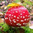 Mushroom fly agaric
