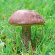 Edible mushroom
