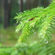 Raindrops