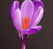 Crocus