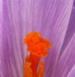 Crocus