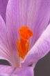 Crocus