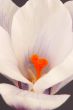 Crocus