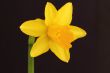 miniature daffodil