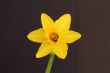 miniature daffodil