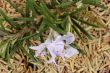 rosemary flower and dried leaves