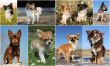 chihuahuas