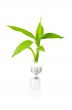 eco concept: light bulb with plant inside