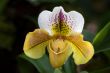 Paphiopedilum