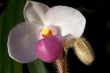 Paphiopedilum