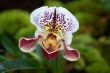 Paphiopedilum