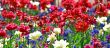 Beautiful spring flowers 