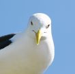 Seagull looking directly at you