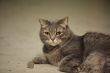  domestic cat