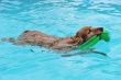swimming cocker