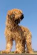 briard, french shepherd