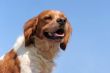 brittany spaniel