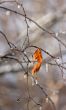 Early spring. Frozen droplets on a tree