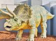Triceratops portrait