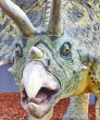 Triceratops portrait