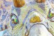 Triceratops portrait