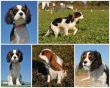 cavalier king charles