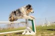jumping australian shepherd