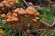 many mushroom
