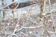  branches of trees 