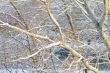  branches of trees 