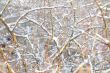  branches of trees 