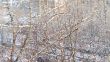  branches of trees 