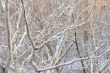 branches of trees