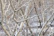  branches of trees 