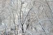  branches of trees 