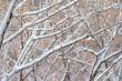  branches of trees 