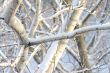  branches of trees 