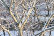  branches of trees 