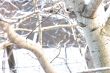  branches of trees 