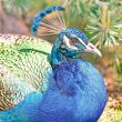  Peacock