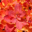 Red leaves background