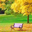 Bench and maple in city park in the autumn
