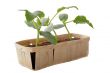 cucumber seedling