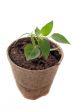 bell pepper seedling